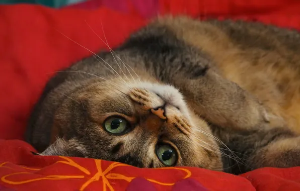 Кошка, кот, взгляд, красное, покрывало, зеленые глаза, толстый, упитанный