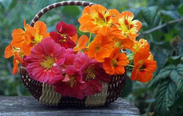 Зелень, цветы, корзина, сад, боке, Nasturtium, настурция