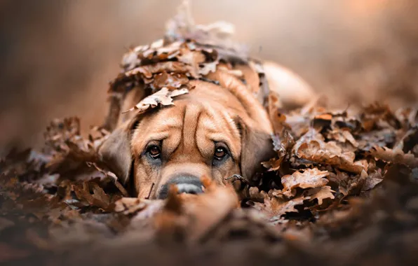 Картинка осень, взгляд, листья, листва, собака, щенок, мордашка, пёсик