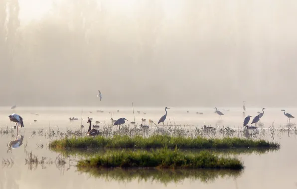 Картинка птицы, природа, туман, озеро, утро