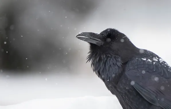 Картинка снег, фон, птица, ворон