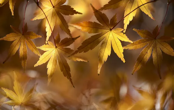 Golden, autumn, leaves, fallen