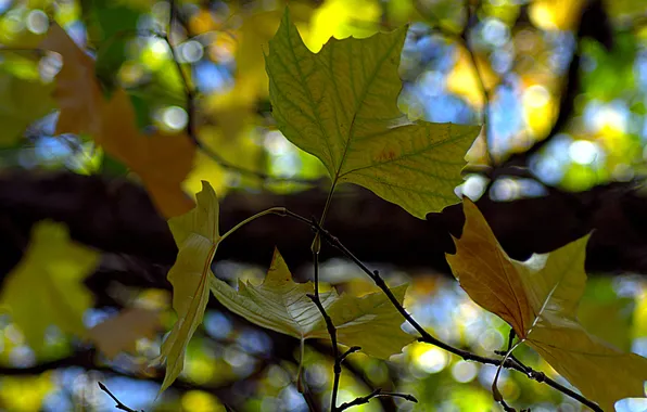 Картинка осень, макро, ветки, листва