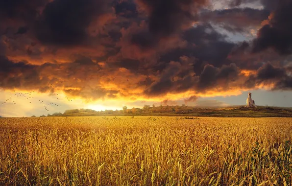 Картинка пшеница, поле, небо, облака