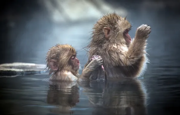 Картинка вода, купание, обезьяны, детёныш, Японские макаки, Japanese macaque