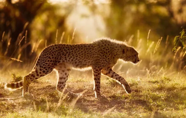 Картинка гепард, Африка, дикая кошка