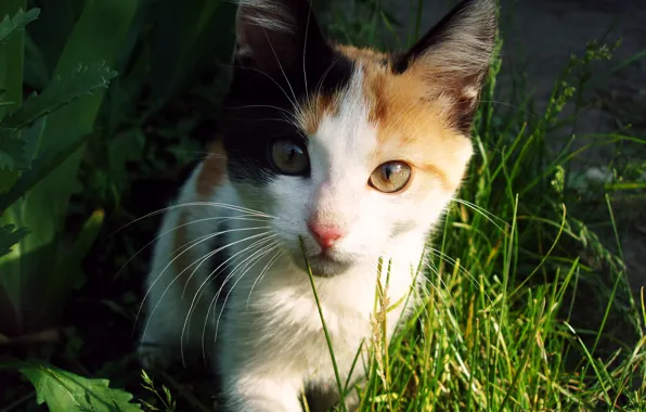 Картинка кошка, трава, глаза, кот, усы, взгляд, солнце, свет
