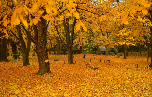 Осень, Деревья, Парк, Fall, Листва, Park, Autumn, Trees