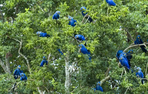 Картинка листья, деревья, попугай, Бразилия, Пантанал, большой синий ара