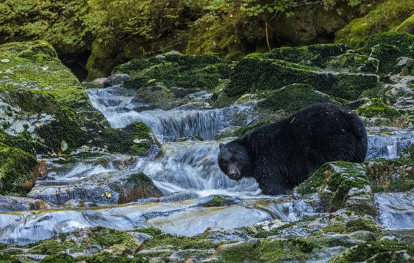 Картинка ручей, камни, мох, медведь, Барибал, Чёрный медведь