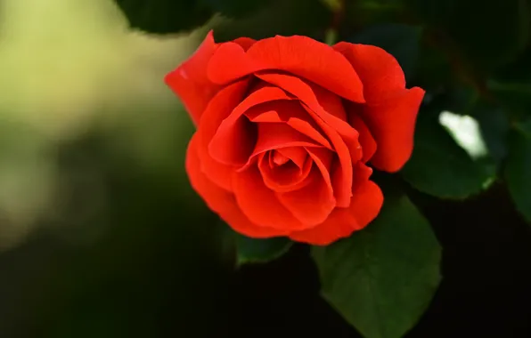 Картинка цветок, роза, бутон, ярко-красная