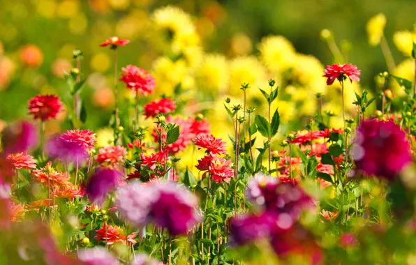 Картинка цветы, яркие, сад, клумба, боке, георгины