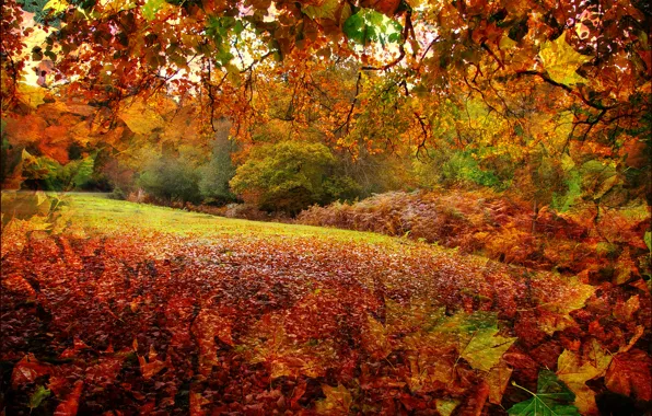 Картинка осень, лес, листья, деревья, рендеринг, коллаж, Англия, Нью-Форест