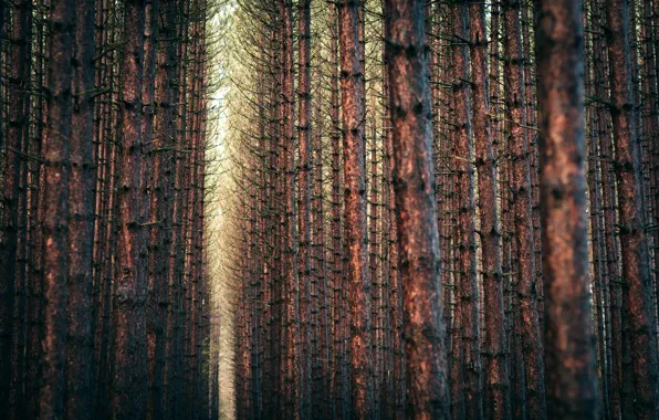 Картинка лес, деревья, пейзаж, ветки, природа, forest, trees, landscape