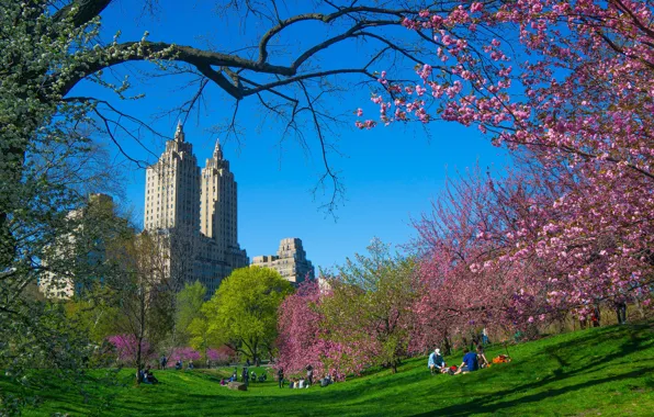 Картинка деревья, ветки, город, весна, Нью-Йорк, США, цветение, небоскрёбы