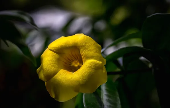 Цветок, жёлтый, лепестки