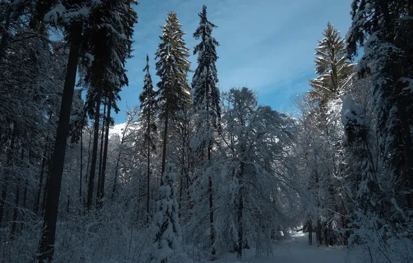 Картинка зима, лес, пейзаж, утро