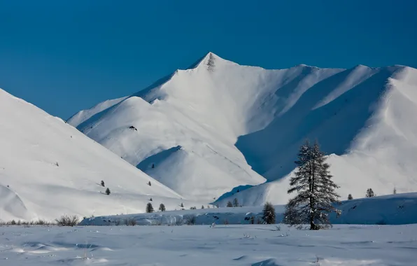 Картинка снег, горы, елка, Якутия