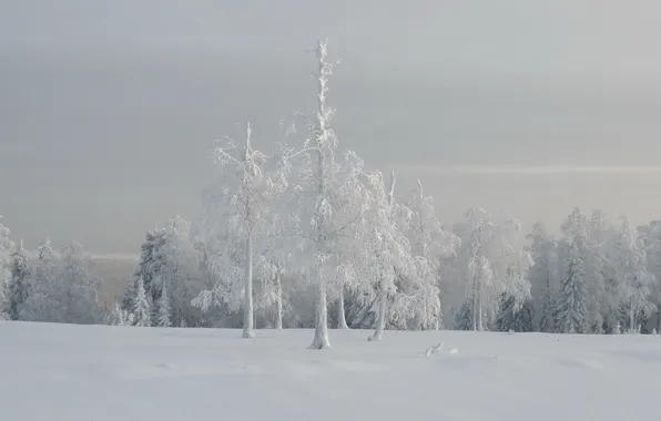 Картинка зима, деревья, пейзаж, туман
