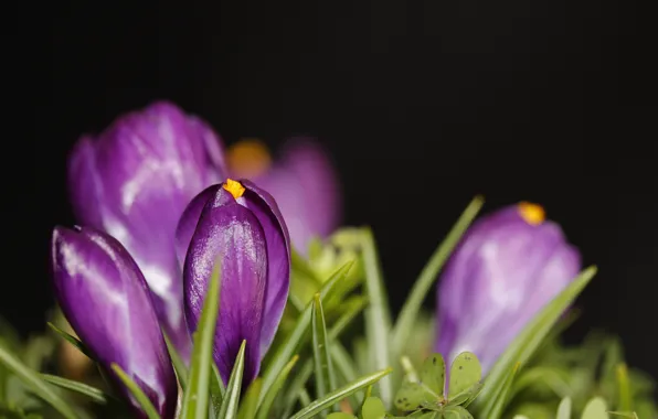 Макро, крокус, шафран, Crocus