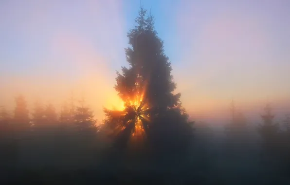 Картинка лес, небо, солнце, лучи, свет, деревья, природа, туман