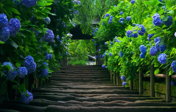 Картинка природа, растение, Япония, лестница, гортензия
