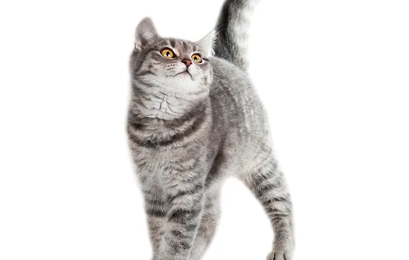 Картинка кот, серый, белый фон
