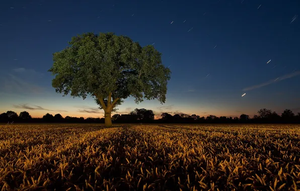 Поле, пейзаж, ночь, дерево