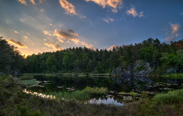 Картинка лес, трава, деревья, природа, озеро, Норвегия, Norway