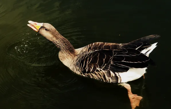 Bird, water, wings, feathers, liquid, pond, duck