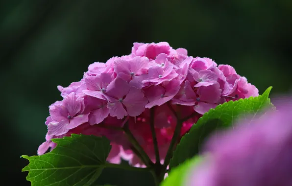 Картинка цветы, фон, розовые, гортензия