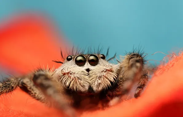 Spider, eyes, leaves, orange, paws, vegetation, Jumping Spider, Salticidae