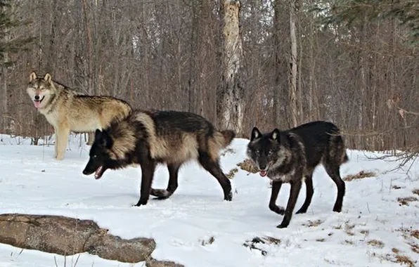 Картинка nature, snow, predator, face, animal, wolf, wildlife, portrait