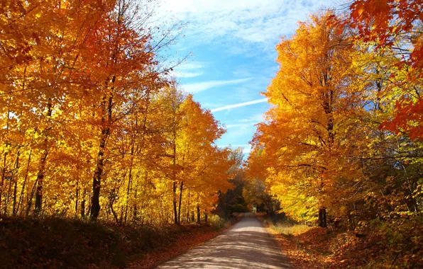 Картинка дорога, осень, лес, небо, листья, солнце, деревья, голубое