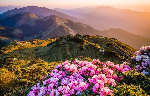 Зелень, свет, цветы, горы, природа, туман, холмы, яркие