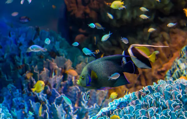 Картинка рыбы, аквариум, кораллы