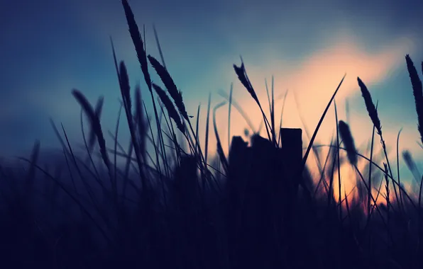 Картинка небо, трава, макро, закат, растения