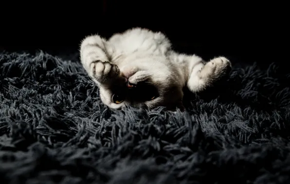 Кошка, поза, котенок, серый, игра, лапки, ворс, лежит