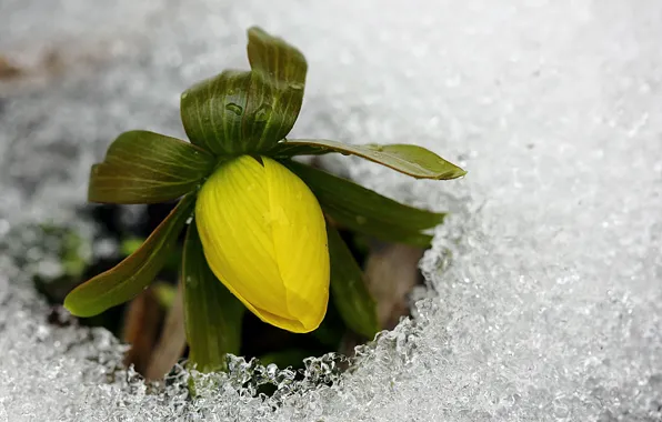 Картинка холод, лед, цветок, желтый, весна, бутон