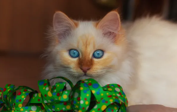Кошка, белый, взгляд, котенок, фон, пушистый, лента, котёнок