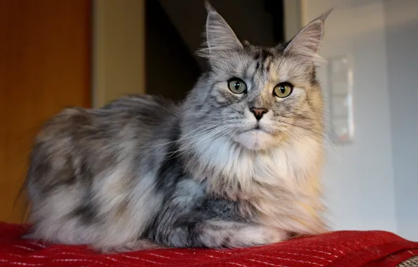 Кошка, кот, взгляд, морда, поза, уют, дом, серый