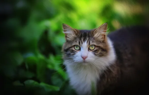 Кошка, кот, листва