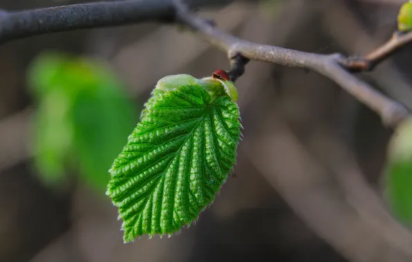 Spring, leaf, twig