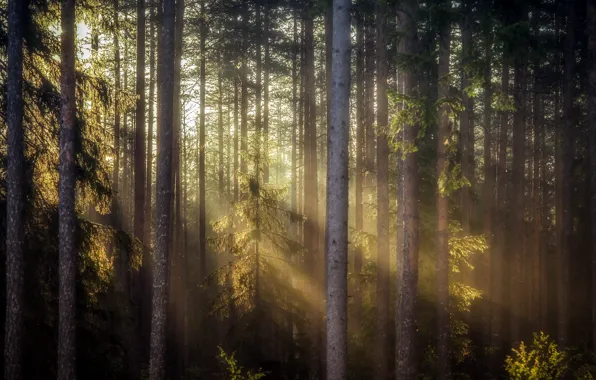 Картинка лес, свет, природа, утро