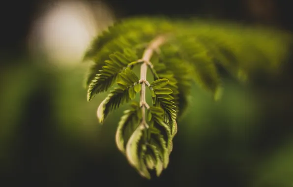 Растение, Ветка, Растения, Color, Flora, Plants, Close-up, Флора