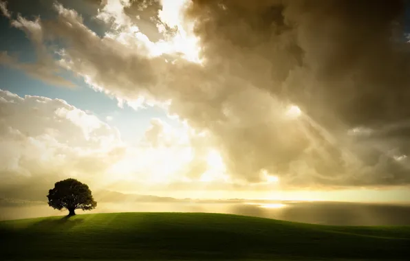 Картинка облака, свет, дерево