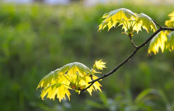 Spring, leaf, twig