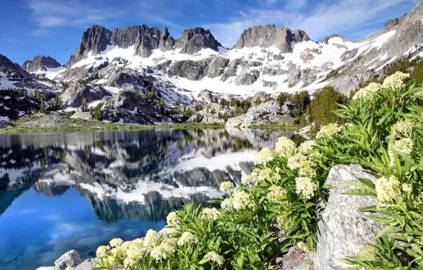 Цветы, горы, озеро, отражение, Калифорния, California, Минареты, Ediza Lake