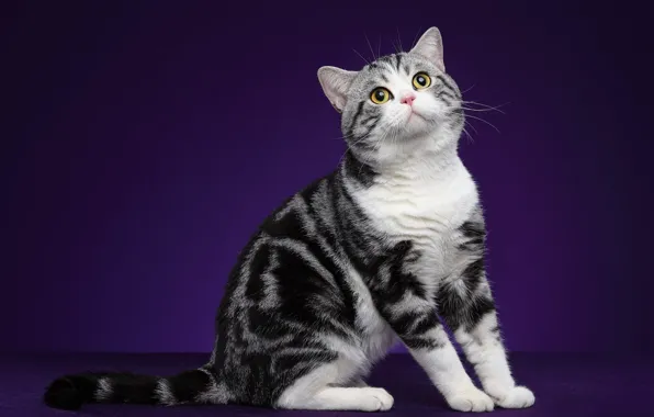Кошка, кот, взгляд, поза, шотландская, табби