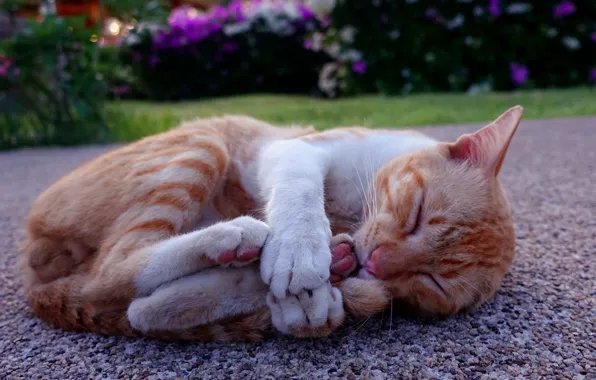 Кот, отдых, лапки, рыжий, спит, коте